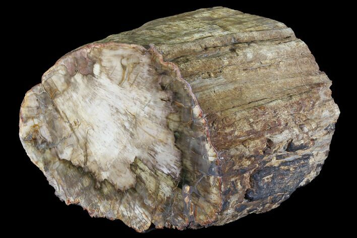 Wide, Petrified Wood Log ( Lbs) - Madagascar #90240